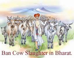 Cow Killers Rot In Hell; Expect Central Government To Ban Cow Slaughter ...